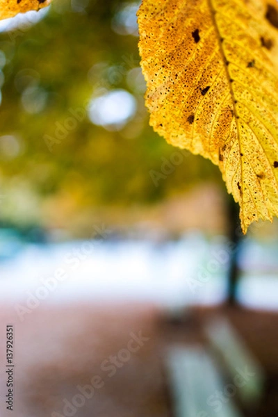 Obraz yellow leaf on blurred background