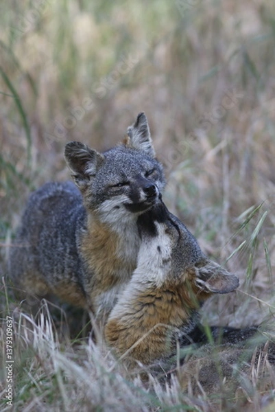Fototapeta Island Foxes Bonding