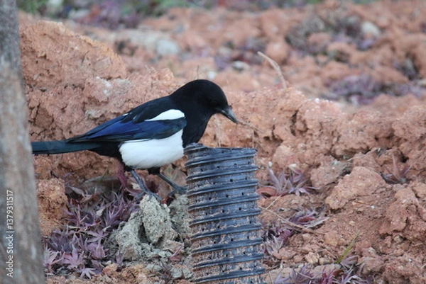 Fototapeta Image of a magpie searching for food on the Daecheongcheon Trail