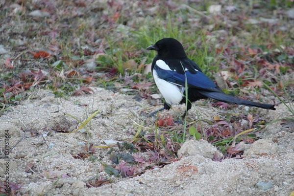 Fototapeta Image of a magpie searching for food on the Daecheongcheon Trail