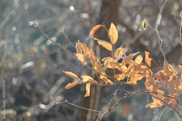 Fototapeta Image of beautiful maple trees in bloom along the Daecheongcheon Stream trail