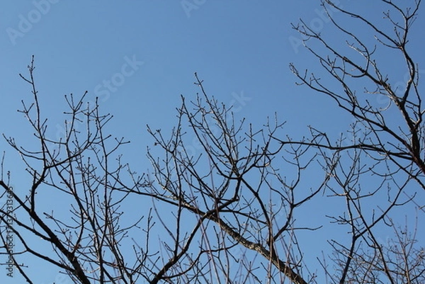 Obraz Image of trees blooming on the Daecheongcheon Stream trail in winter