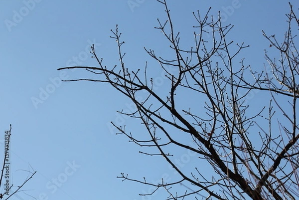 Fototapeta Image of trees blooming on the Daecheongcheon Stream trail in winter