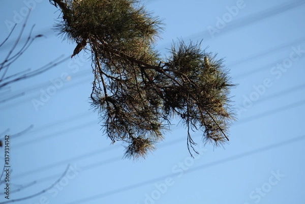 Fototapeta Image of trees blooming on the Daecheongcheon Stream trail in winter