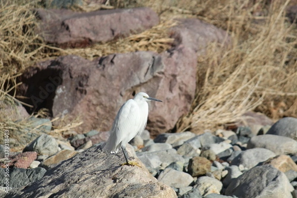 Obraz Image of a white-faced egret sitting on a rock in the Daecheongcheon River Promenade