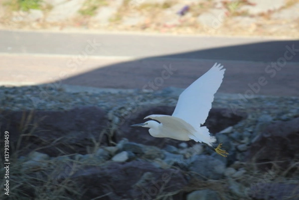 Obraz Image of a white heron taking flight in the Daecheongcheon River Promenade