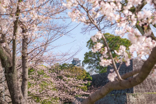 Obraz 桜の間からのぞく熊本城