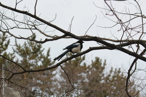Obraz Image of a magpie sitting on a tree branch on the Daecheongcheon Trail 
