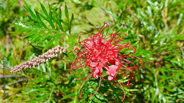 Obraz A closeup of a red grevillea flower blooming in the autumn sunshine - Robyn Gordon. 