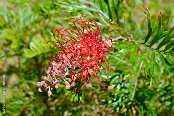 Obraz A closeup of a red grevillea flower blooming in the autumn sunshine - Robyn Gordon. 