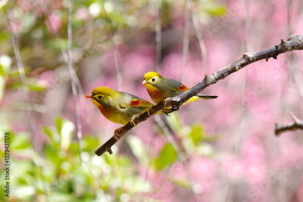 Obraz ソウシチョウ