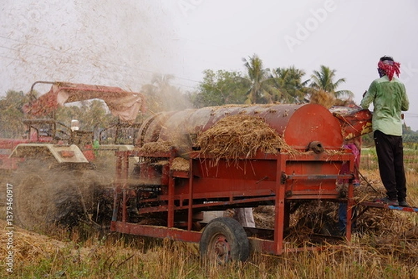 Obraz The farmers processing harvested rice in the paddy field using a thresher