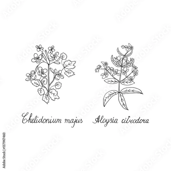 Obraz Celandine verbena hand drawn