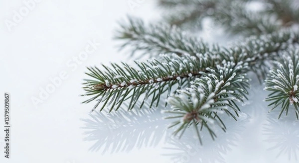 Fototapeta 霜降り松枝 静謐な冬景色 優しい光