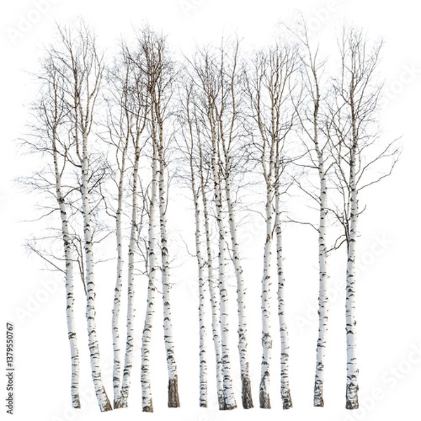 Fototapeta A Group of Tall Thin Birch Trees with Bark and Snow Isolated on Transparent Background