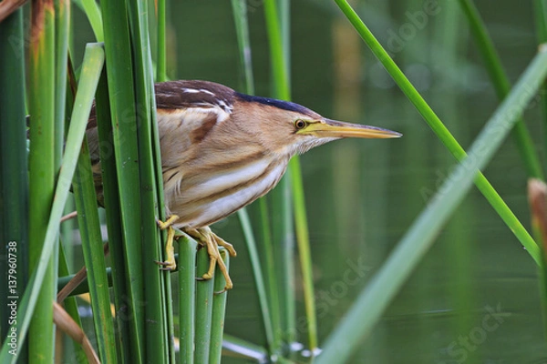 Fototapeta Ixobrychus minutus sitting on the edge of thickets