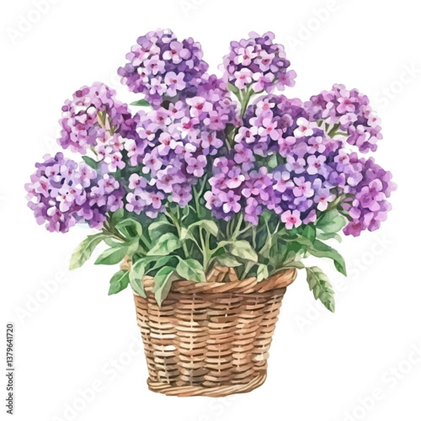 Fototapeta A watercolor vector illustration of Verbena bouquet in a basket, isolated on a white background.

