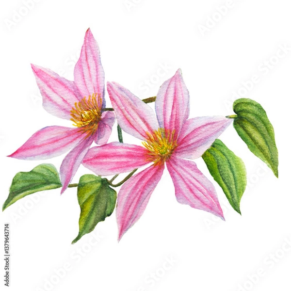 Obraz Two clematis pink flower