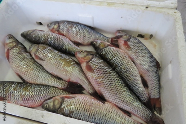 Fototapeta Roach (dace, Rotauge, Rotfeder)