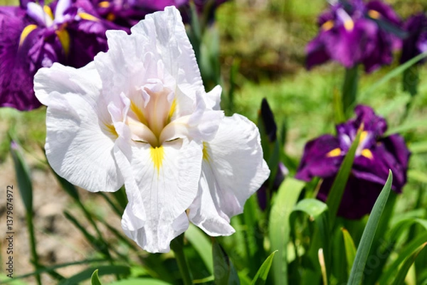 Obraz 白い花菖蒲