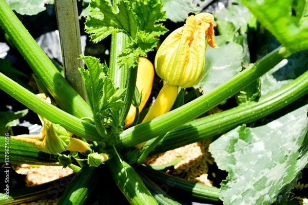 Obraz ズッキーニの黄色い花