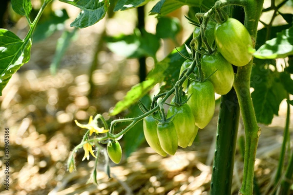 Obraz まだ青いミニトマト