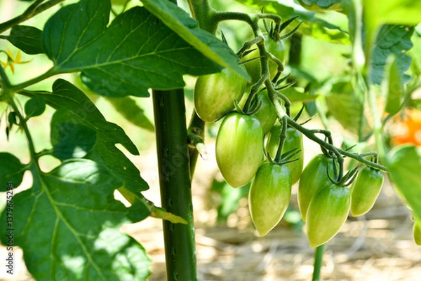 Obraz まだ熟れていないミニトマト