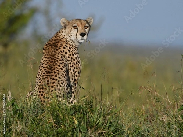 Fototapeta Cheetah observing the African Savannah 