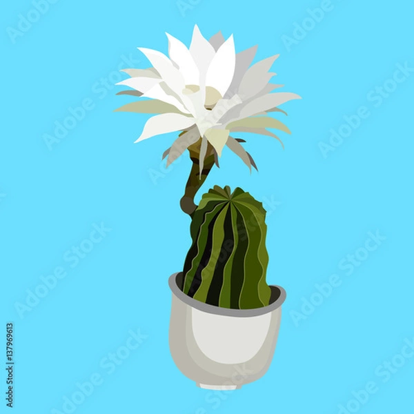 Fototapeta Blooming cactus on a blue background.