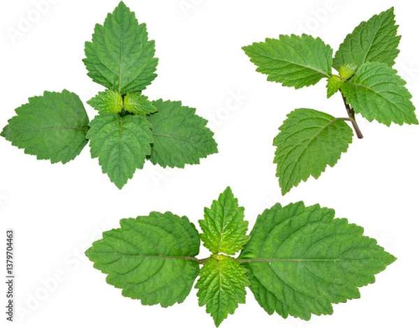 Fototapeta Patchouli leaves (Pogostemon cablin) on a transparent background. Patchouli leaves are the basic ingredient for making essential oils. PNG