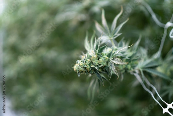 Obraz Close-up of lush, trimmed cannabis buds ready for harvest in a thriving agricultural environment.