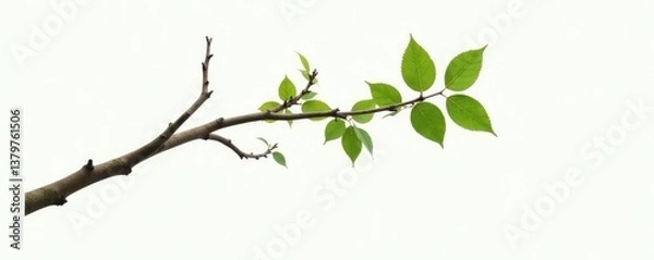 Fototapeta A single large branch with a few leaves and twigs hanging from it against a white surface, natural, nature, tree