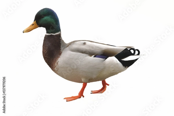 Obraz isolated mallard