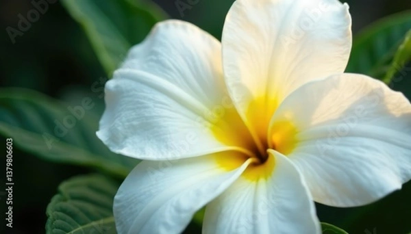 Fototapeta Close-up of pristine white petals on a flower , petals, serene