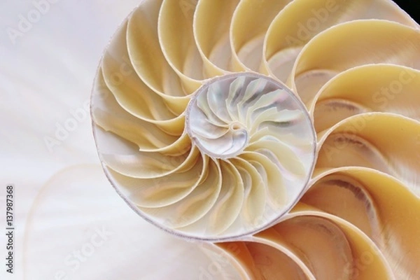 Obraz nautilus shell sekcja symetria tło Fibonacci pół przekrój spirala perła złoty stosunek struktura wzrost kopia przestrzeń zbiory fotografii, zbiory fotografii, obraz, obraz,