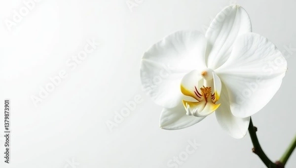 Fototapeta Delicate white orchid blossom on pure white backdrop, smooth, background, botanical