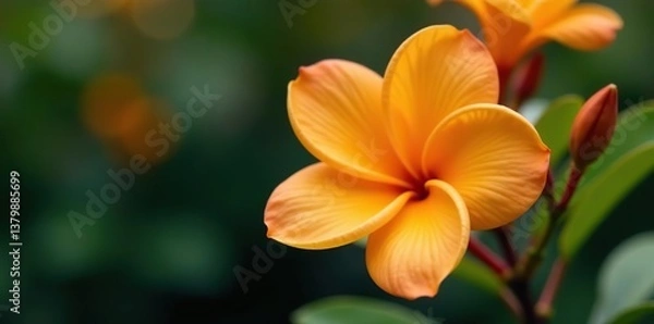 Fototapeta Close-up of a vibrant Neroli fragrant flower, also known as beautiful azahar, blooming in full bloom,  white,  aromatic
