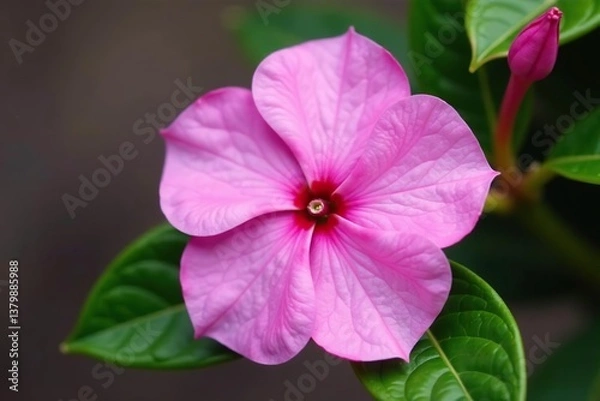 Fototapeta Close up of a vibrant pink periwinkle flower in full bloom with delicate petals and a vibrant center,  petals, periwinkle