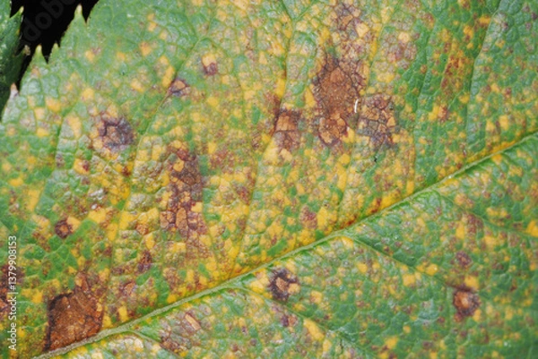 Obraz Rosenrost, Phragmidium mucronatum