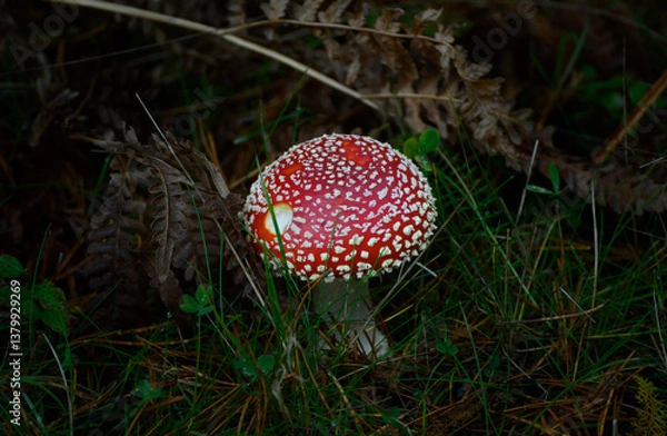 Fototapeta fly agaric mushroom