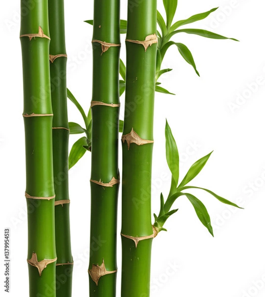 Fototapeta 鮮やか緑竹 清々しい自然