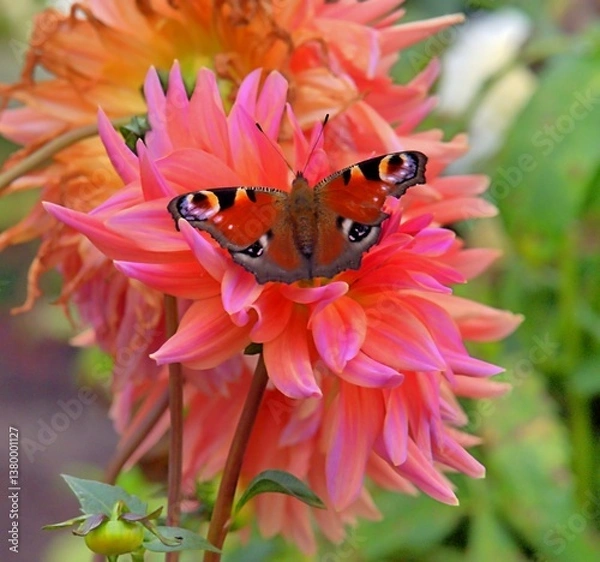 Fototapeta Daily suction, Aglais io, Inachis Io, Nymphalis Io, is a butterfly from the Nymphalidae family,  sitting in the center of a pink salmon colored blossoming a dahlia. Differented sharpness areas. 