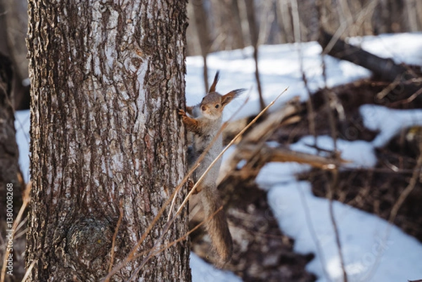 Fototapeta A small squirrel stands alert by a towering tree as soft snowflakes fall around it, accentuating its bushy tail and warm fur coat while it enjoys the serene snowy landscape