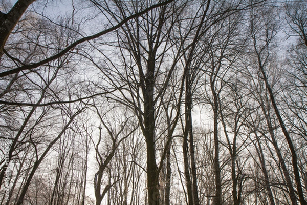 Fototapeta Trees covered with hard rime on a sunny winter day