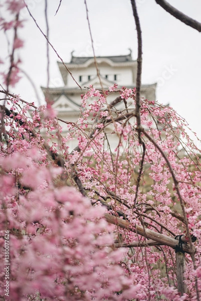 Obraz 枝垂れ桜の姫路城