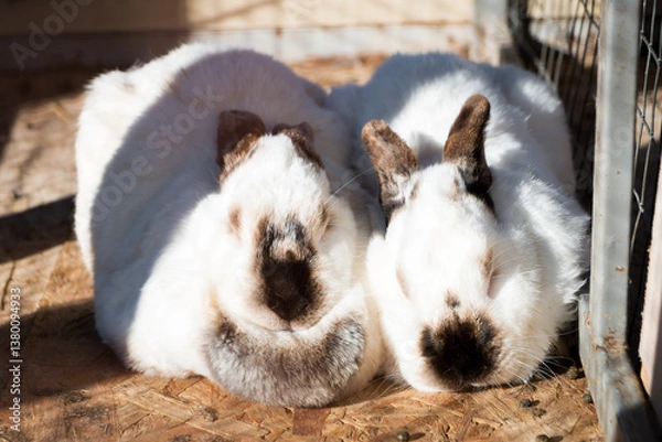 Fototapeta A pair of fluffy rabbits in a cage, a boy and a girl