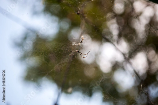 Fototapeta Spider in her web