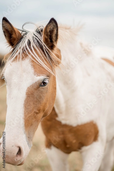 Fototapeta The dappled horse's coat reveals intricate texture in close-up detail. The texture of its fur catches the light, showcasing natural patterns and unique coloration in stunning clarity