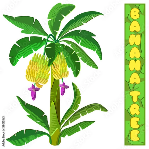 Obraz Banana tree. Isolated on white background. 3d isometric view. Vector illustration.