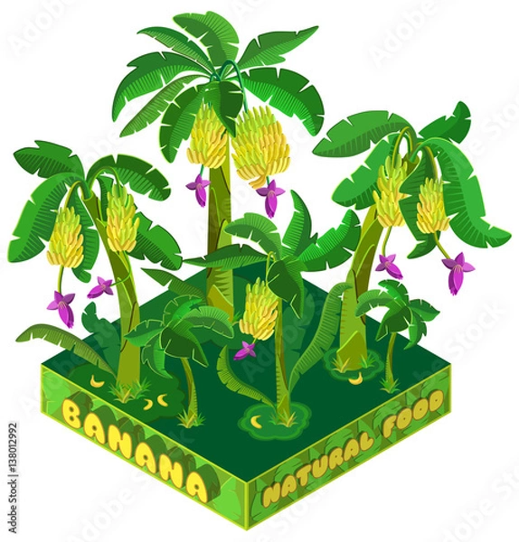 Obraz Banana plantations. Isolated on white background. 3D isometric view. Vector illustration